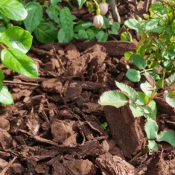 Premium Chunky Pine Bark 50ltr Handy Bags 9 Premium Chunky Pine Bark 50ltr Handy Bags -Dandys Store 26