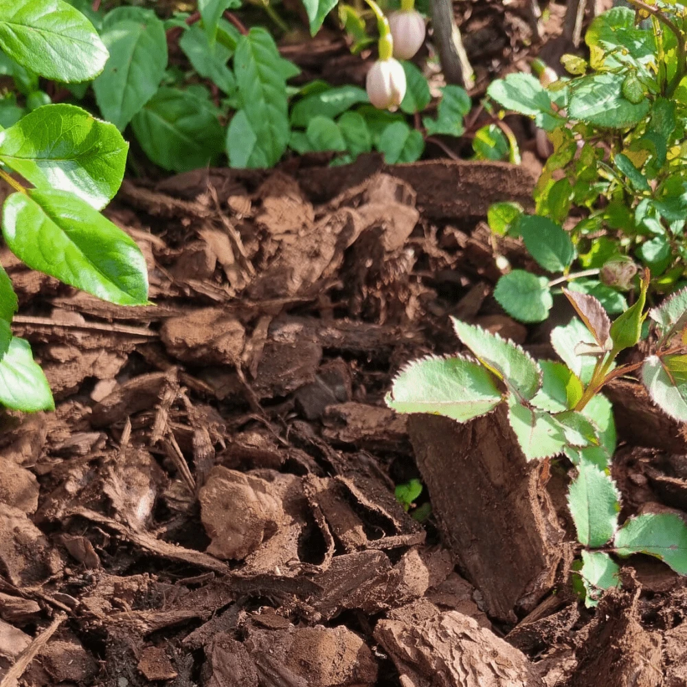 Premium Chunky Pine Bark 50ltr Handy Bags 3 Premium Chunky Pine Bark 50ltr Handy Bags - Image 3