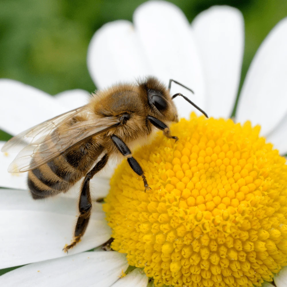 Dandys Store 33 Dandys Store -Dandys Store 27 1