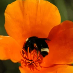 Bee Dandy - Bee Friendly 100% Wild Flower Seed Mix 50g -Dandys Store 29