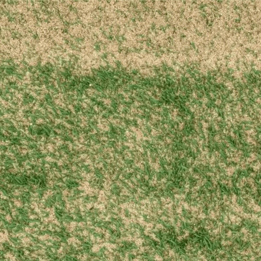 Sports Sand Dressing 6 Sports Sand Dressing - Image 6