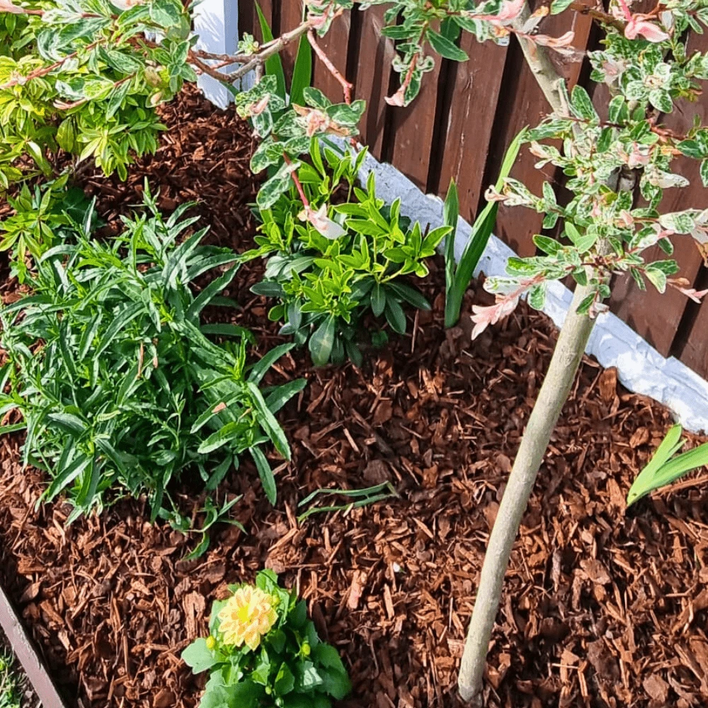 Premium Border Landscaping Bark Mulch 5 Premium Border Landscaping Bark Mulch - Image 5