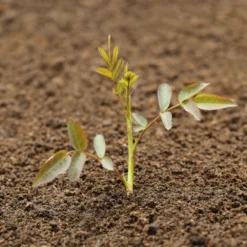 Bloom & Root® Rose Blend Topsoil -Dandys Store 9 cd855d56 2eb2 404d 87d7 e059e2606857