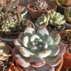 Alpine Grit 2 - 6mm -Dandys Store APLINE GRIT