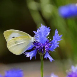 Bee Dandy - Bee Friendly 100% Wild Flower Seed Mix 50g -Dandys Store BEE DANDY 2