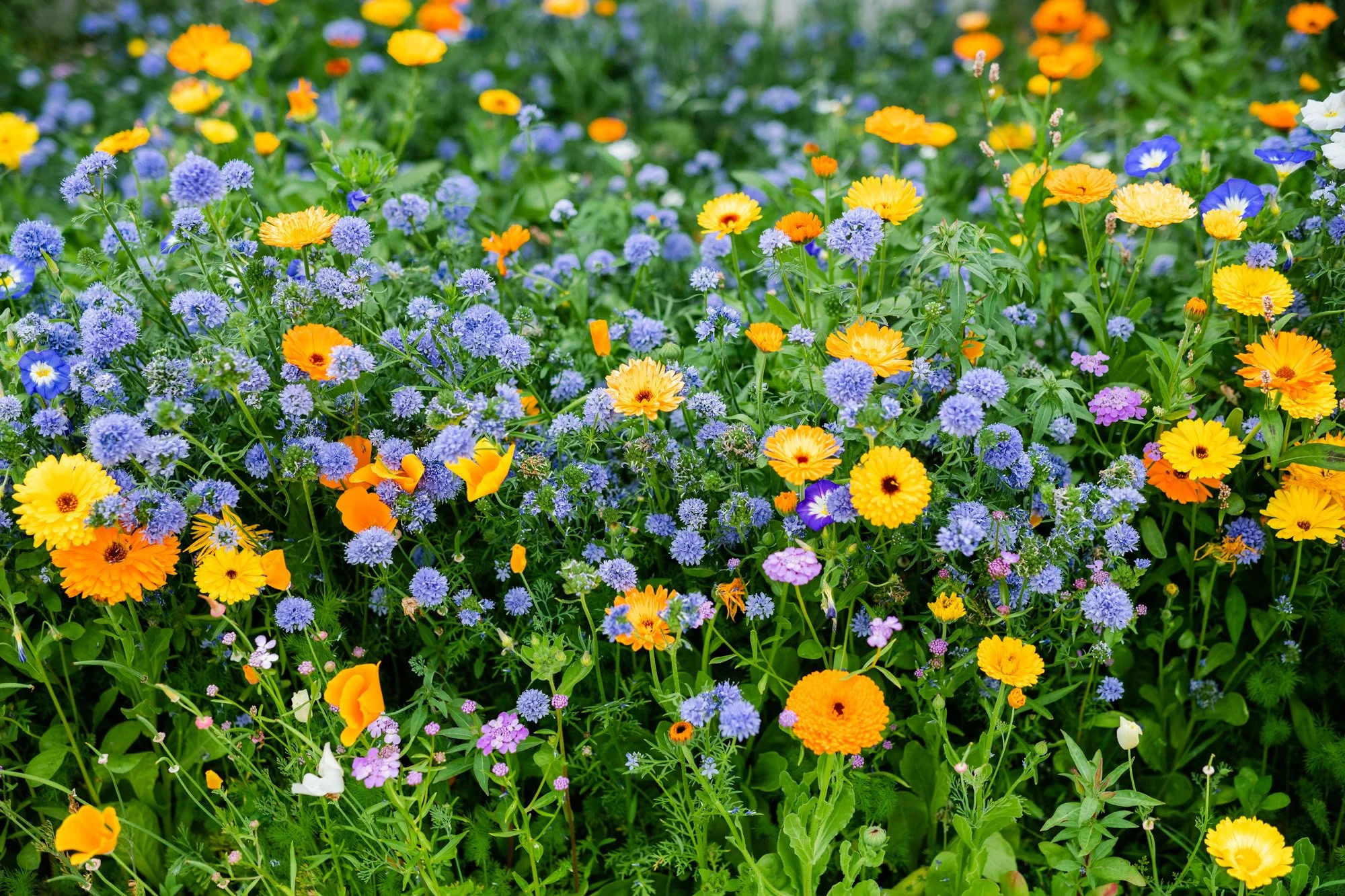 Dandys Store 1 Dandys Store -Dandys Store Banner1