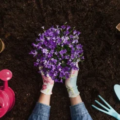 Jim Dandy’s GrowProud Multi Purpose Compost -Dandys Store COMPODST NEW 1