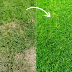 Fill & Fix Lawn Patch Repair Blend