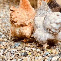 Welsh Brown Gravel -Dandys Store WELSH BROWN 1