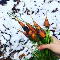 Wintermix Compost -Dandys Store WINTER VEG 6100f907 578d 4833 9794 b7cf50e4ac39