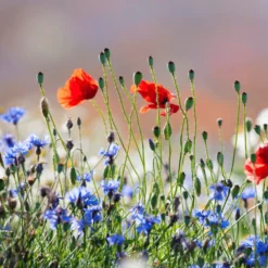 Wild Flower Seed - 100% Wild Flower