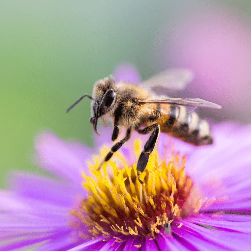 Dandys Store 34 Dandys Store -Dandys Store bee dandy 1