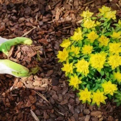 Dandy's PlaySafe Play Area Bark Sample -Dandys Store dandys playsafe playground bark bark mulch dandys topsoil 650913 12d73d7e a3db 4e0f ac76 4d58b12dadfb