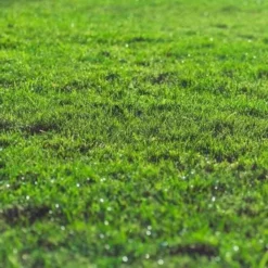 Rootzone Sand And Soil Mix Sample -Dandys Store dandys root zone sand soil mix topsoil compost dandys topsoil 661791