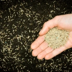 Extra: Hardwearing Grass Seed