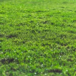 Fill & Fix Lawn Patch Repair Blend -Dandys Store lawn in a bag dandys topsoil 102869 dd26acaf 1177 4ea2 9949 72a66f6771b4