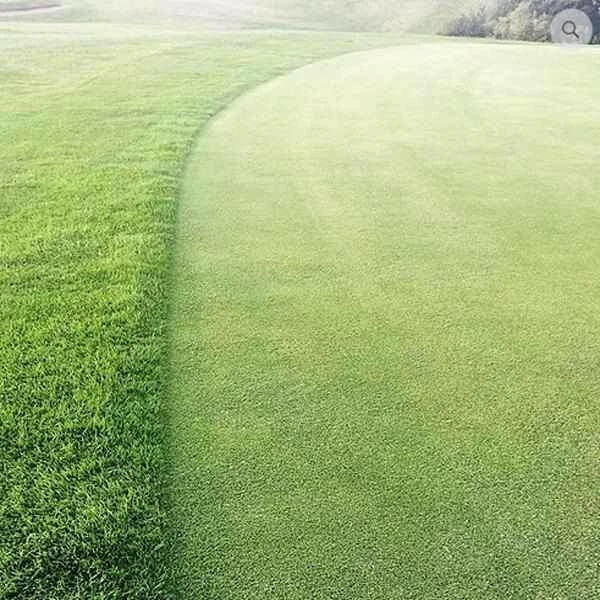 Perennial Greens Grass Seed Mix - For Golf Greens 1 Perennial Greens Grass Seed Mix - For Golf Greens