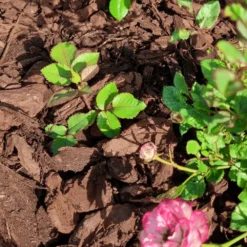 Premium Chunky Pine Bark 50ltr Handy Bags 12 Premium Chunky Pine Bark 50ltr Handy Bags -Dandys Store pine bark nuggets 4