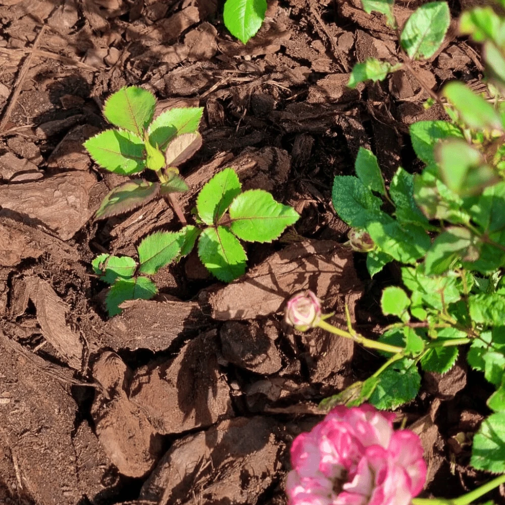 Premium Chunky Pine Bark 50ltr Handy Bags 6 Premium Chunky Pine Bark 50ltr Handy Bags - Image 6