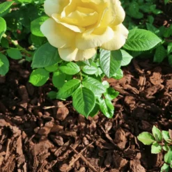 Premium Chunky Pine Bark 50ltr Handy Bags 13 Premium Chunky Pine Bark 50ltr Handy Bags -Dandys Store pine bark nuggets 5