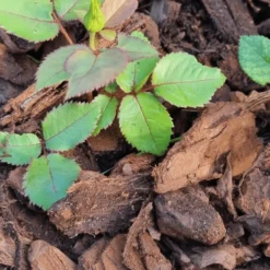 Premium Chunky Pine Bark 50ltr Handy Bags 10 Premium Chunky Pine Bark 50ltr Handy Bags -Dandys Store pine bark nuggets 6