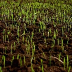 Dandys Store 13 Dandys Store -Dandys Store shade grass seed mix turf grass seed dandys topsoil 10kg bag 517622 1