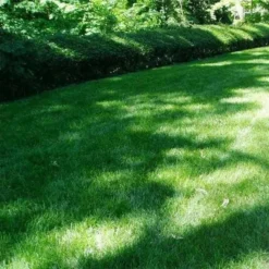 Shade Grass Seed Mix 20kg