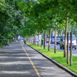 Urban Tree Planting Soil -Dandys Store urban tree planting 2