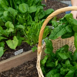 Wintermix Compost -Dandys Store wintermix 2